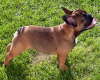 Franzsische Bulldogge-Pokerface-006