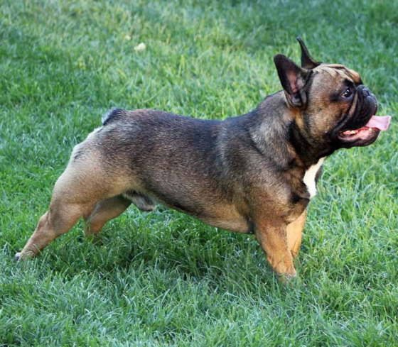 Franzsische Bulldogge-Pokerface-008