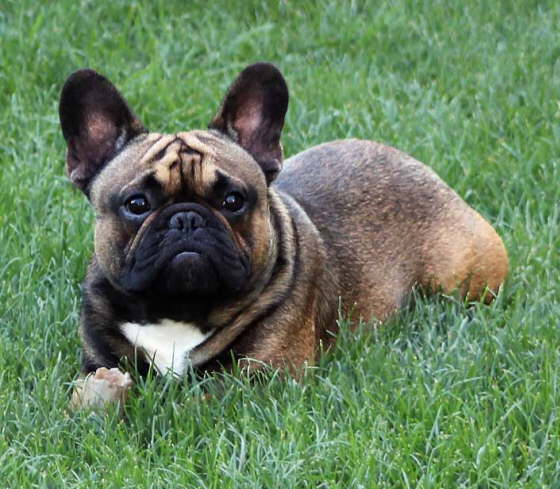 Franzsische Bulldogge-Pokerface-015